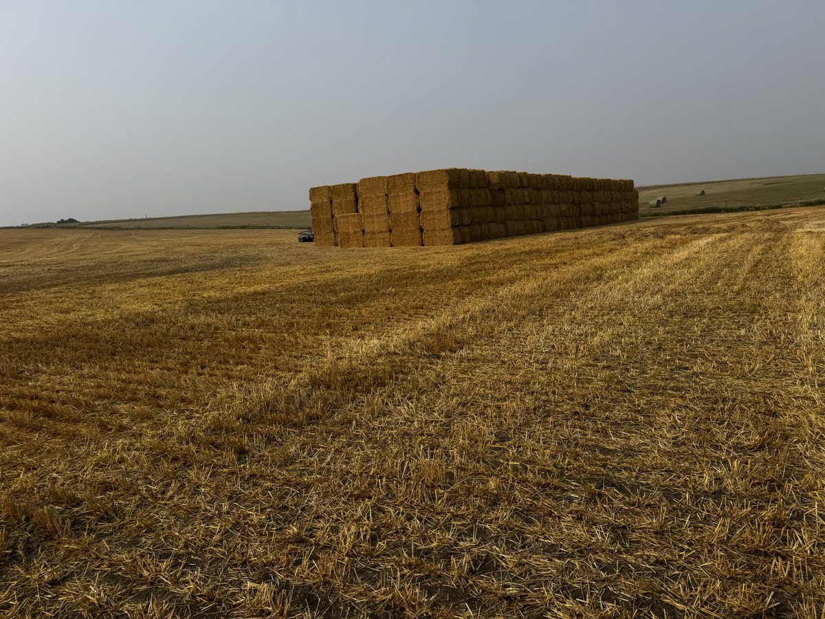 Stacked hay bales in an Alberta field